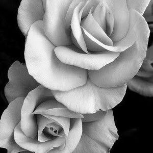 Meet your Posher, Zaneb